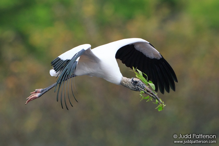 Wood Stork, Wakodahatchee Wetlands, Florida, United States